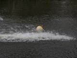 Bild IMG_1501RAWresize.jpg
